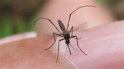 منظمة الصحة العالمية تحذر أوروبا من تسلل فيروس زيكا إلى أراضيها خلال الصيف المقبل