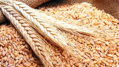 الحكومة تنفى تراجع المساحة المنزرعة من القمح خلال العام الجاري