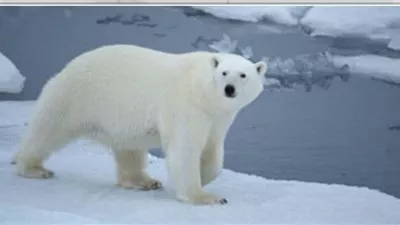 وفاة أكبر دبة قطبية في أمريكا عن عمر 36 عاما