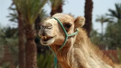 مزارعون من أستراليا يبتكرون 