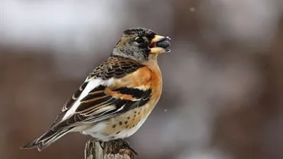 اكتشاف الجين المسؤول عن شكل منقار عصفور الشرشور