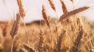 وزير التموين: احتياطي القمح يتجاوز 5 أشهر