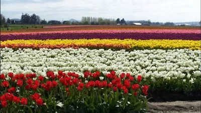 بالفيديو..المزاعون والعمال في 