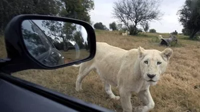 بالفيديو..وفاة سائحة أميركية إثر إعتداء أسد عليها في 