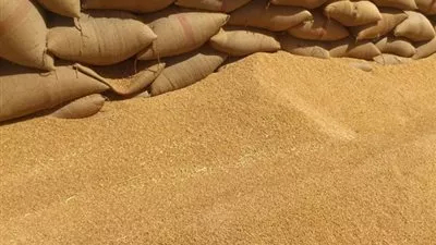 التموين: استلام مليون و790 ألف طن قمح محلي حتى أمس