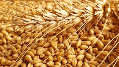 مصر تعلن طرح مناقصة عالمية جديدة لاستيراد القمح