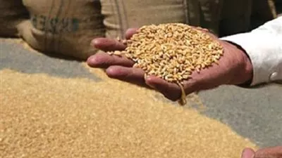 محافظ الغربية: توريد 25 ألفًا و380 طن قمح للشون والصوامع