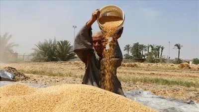 التموين تتسلم مليون و265 ألف طن قمح وترفض 2985 طنا من المزارعين