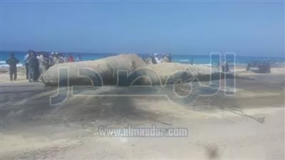 صور: دفن الحوت النافق بمرسى مطروح.. و