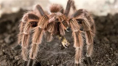 عناكب عملاقة تسببت في حالة فزع على طائرة كندية 