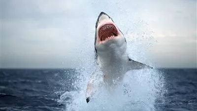 خبراء: زيادة في عدد هجمات أسماك القرش حول العالم هذا العام