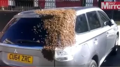 بالفيديو: 20 ألف نحلة تطارد سيارة لإنقاذ ملكتهم المحبوسة داخلها