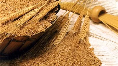 «السلع التموينية» تتعاقد على شراء 480 ألف طن قمح روسي