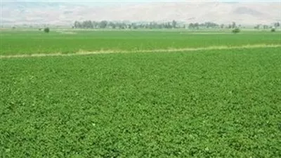 الإحصاء: 14,8% زيادة في الأصول الثابتة للشركات الخاصة عام 2015