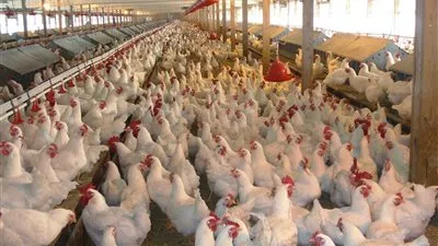 غرفة القاهرة التجارية تطالب بالتوسع في تمويل مزارع تربية الدواجن