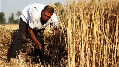 الزراعة : استلام 4 ملايين و800 ألف طن من القمح حتى الآن