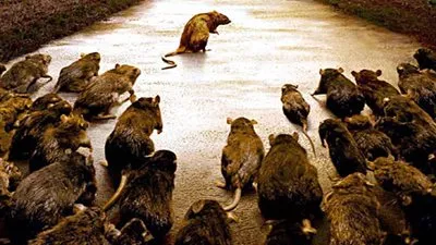 بسبب الفئران.. نيويورك تتكبد خسائر بـ 32 مليون دولار