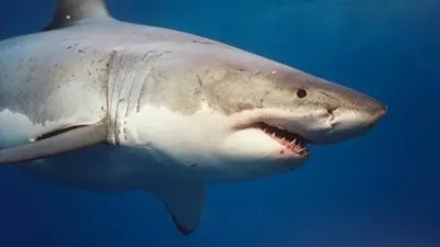 علوم البحار: لم نرصد أسماك قرش 