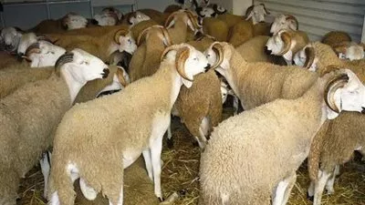 طبيب بيطري يقدم نصائح مهمة لذبح الأضحية