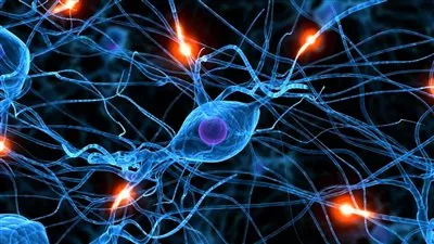 العصافير لديها كتلة من الخلايا العصبية تفوق القردة