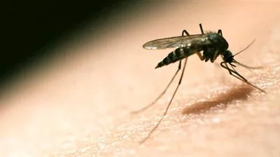 تشخيص الملاريا بالهاتف المحمول في قرى أفريقيا النائية