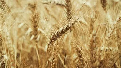 «السلع التموينية» تتعاقد على شراء 120 ألف طن قمح روماني