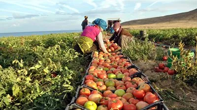 14 % زيادة في صادرات مصر الزراعية خلال 9 أشهر
