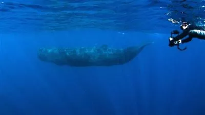 العلماء يكشفون سر 