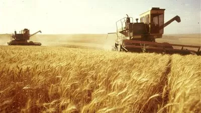 سوريا تطرح مناقصة عالمية لشراء 200 ألف طن من القمح