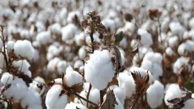 «قطاع الأعمال»: 3715 جنيهًا سعر القنطار بمزاد القطن لموسم 2021-2022