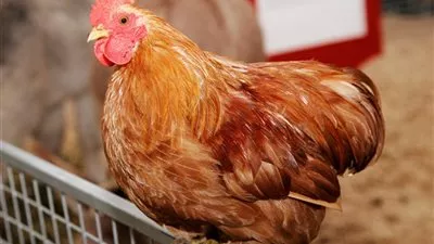 الطب الوقائي بالأقصر يستعد للتصدى لـ 