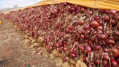 التجارة: بدء تنفيذ قرار حظر تصدير البصل أكتوبر المقبل