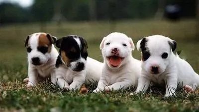 دراسة: الكلاب الصغيرة في المنازل تخفض من قلق واضطراب الأطفال