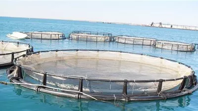 منظمة عربية: إعداد استراتيجية لتنمية الاستزراع السمكي