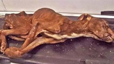 الكلب باتريك مثال للتحدي و الإرادة القوية 