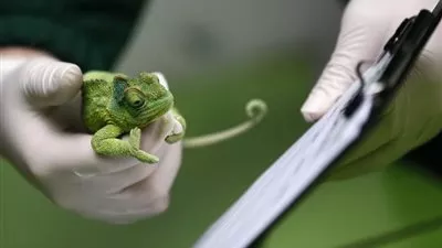 علماء يحللون المهارة والقوة الضاربة في لسان الحرباء