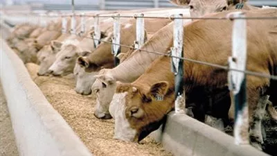 تحصين مليوني رأس ماشية وأغنام ضد الحمى القلاعية بالشرقية