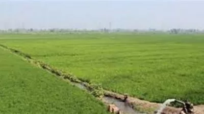 الوادي الجديد تطرح ألف فدان لإقامة مشروعات زراعية وصناعية 