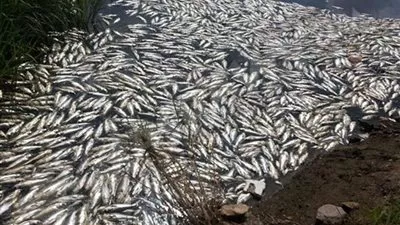 نفوق الأسماك بكفر الشيخ بسبب زيادة الأمونيا في مياه النهر