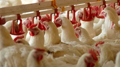 حملة للتوعية بمرض انفلونزا الطيور بقرى محافظة القليوبية