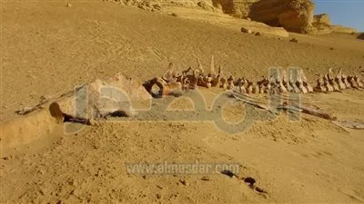 وزير البيئة: حفريات وادى الحيتان بداية للتحول لمفهوم صون الطبيعة