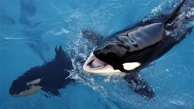 الكيماويات المحظورة تُعجل بانقراض الحوت القاتل في أوروبا 