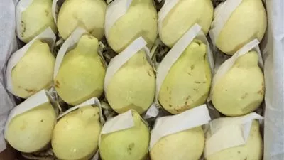 السعودية تقرر رفع الحظر المؤقت على واردات الجوافة المصرية