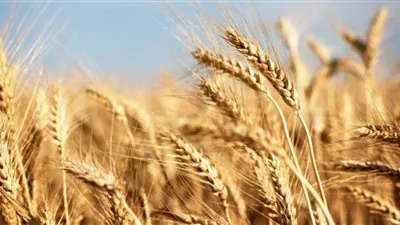 توريد 94 ألف طن قمح للشون والصوامع بالقليوبية