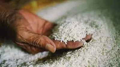 غرفة صناعة الحبوب: الأرز المحلى يكفى احتياجات المواطن طوال العام