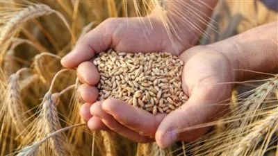 غرفة صناعة الحبوب: نجاح موسم القمح واستلام 4.2 مليون طن
