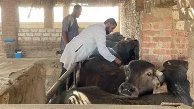 «الزراعة» تطلق الحملة القومية الثالثة لتحصين المواشي ضد الحمي القلاعية 