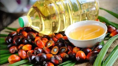 مفاوضات مصرية ماليزية لإقامة مشروع لإنتاج زيت النخيل باستثمارات 30 مليون دولار