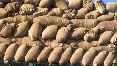 «قطاع الأعمال»: بيع 136 ألف قنطار قطن في 7 محافظات