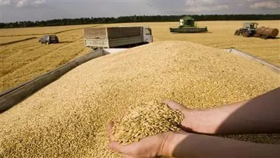 «السلع التموينية» تتعاقد على شراء 535 ألف طن قمح روسي